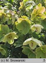 Helleborus ×glandorfensis Coseh 4500