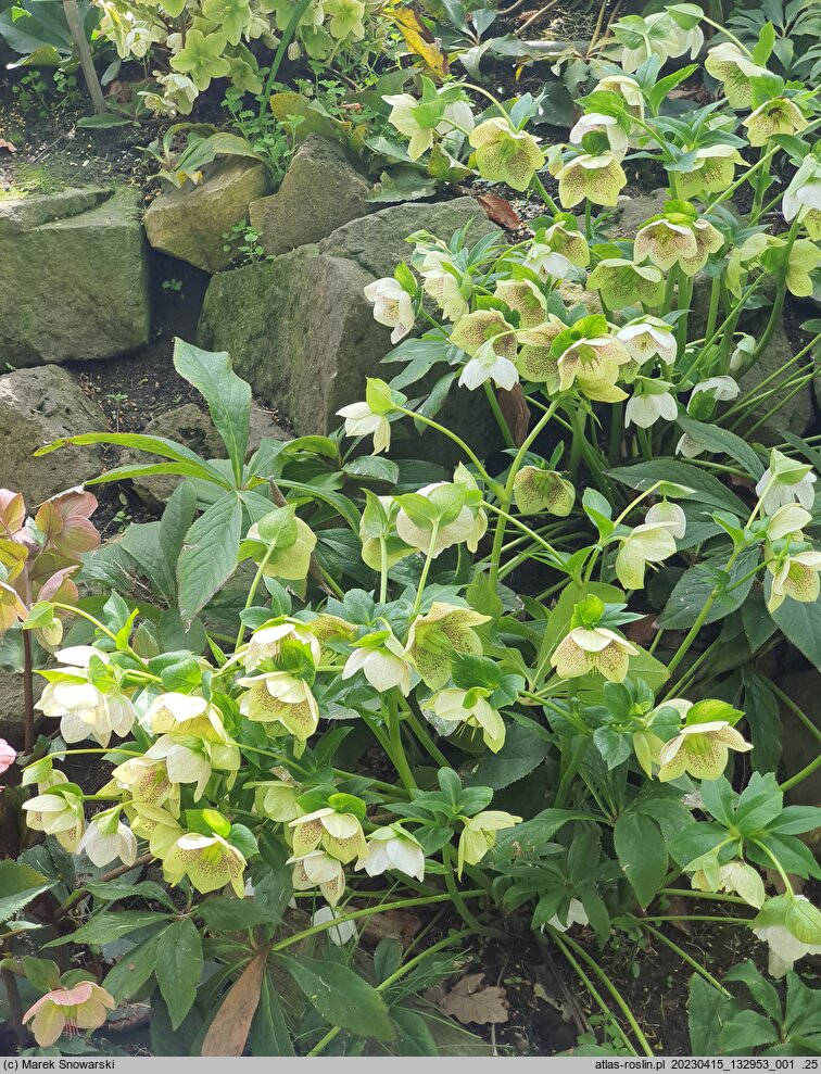 Helleborus ×hybridus SP Conny