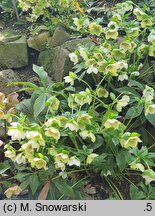 Helleborus ×hybridus SP Conny