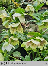 Helleborus ×hybridus SP Conny