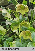 Helleborus ×hybridus SP Conny