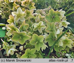 Helleborus ×ericsmithii Anna
