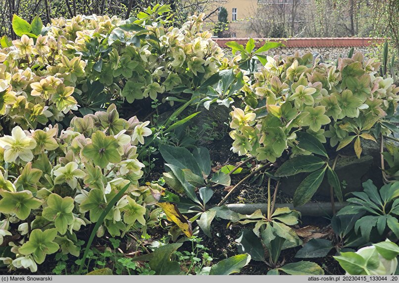 Helleborus ×ericsmithii Anna