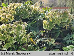 Helleborus ×ericsmithii Anna