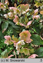 Helleborus ×glandorfensis Coseh 5500