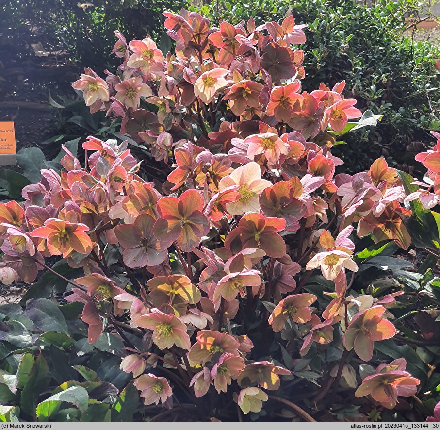 Helleborus ×ballardiae Pink Frost