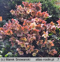 Helleborus ×ballardiae Pink Frost