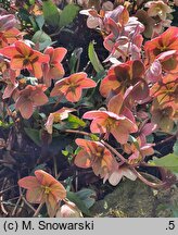Helleborus ×ballardiae Pink Frost