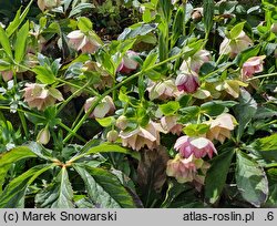 Helleborus ×hybridus SP Lily