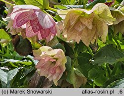 Helleborus ×hybridus SP Lily