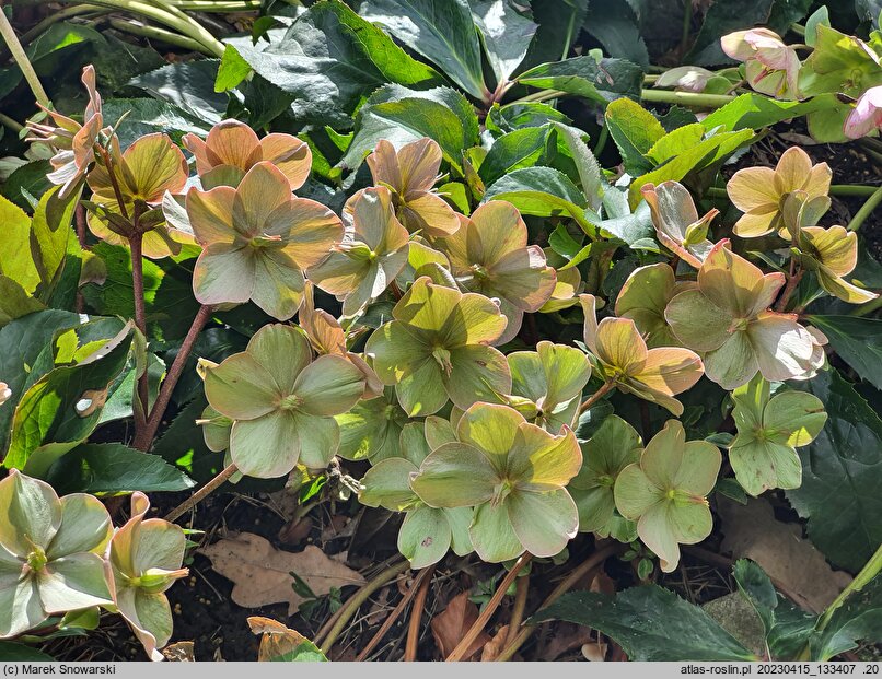 Helleborus ×ballardiae Cinnamon Snow