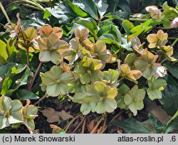 Helleborus ×ballardiae Cinnamon Snow