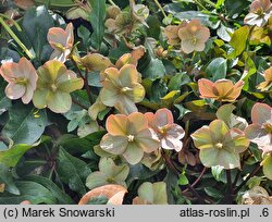 Helleborus ×ballardiae Cinnamon Snow