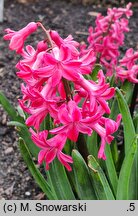 Hyacinthus orientalis Jan Bos