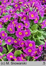Primula vulgaris Danova Blue