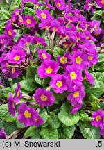 Primula vulgaris Danova Blue