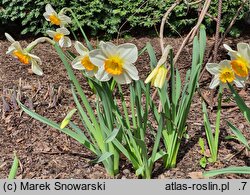 Narcissus Flower Record