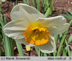 Narcissus Flower Record