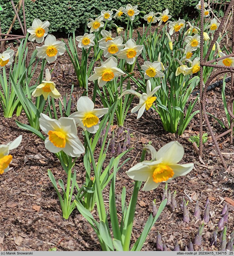 Narcissus Flower Record