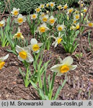Narcissus Flower Record