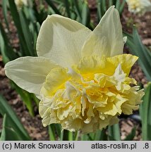 Narcissus Ice King
