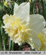 Narcissus Ice King