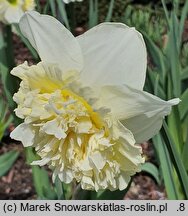 Narcissus Ice King
