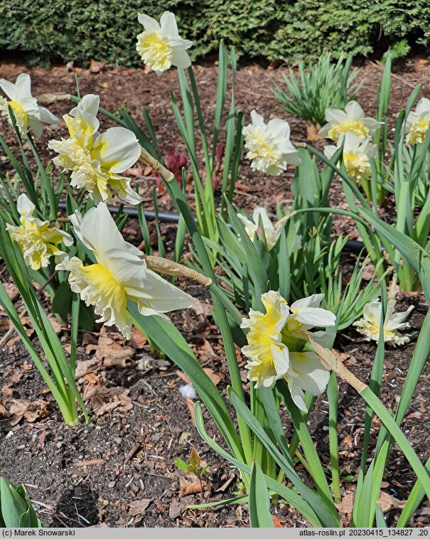 Narcissus Ice King