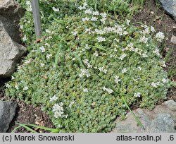Arabis androsacea (gęsiówka naradkowa)