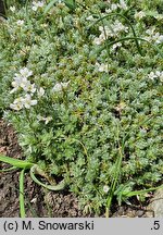 Arabis androsacea (gęsiówka naradkowa)