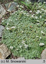 Arabis androsacea (gęsiówka naradkowa)