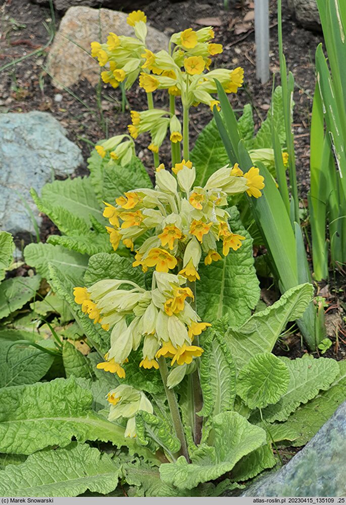 Primula warschenewskiana