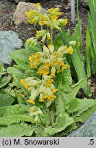 Primula warschenewskiana
