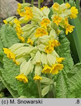 Primula warschenewskiana