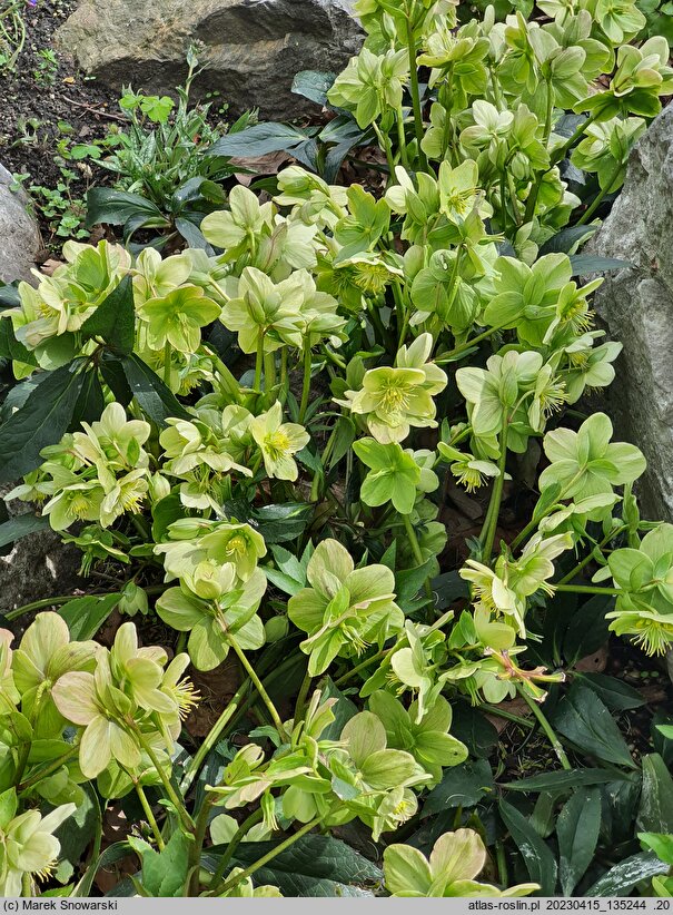 Helleborus ×nigercors Snow Love