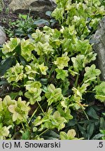 Helleborus ×nigercors Snow Love