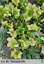 Helleborus ×nigercors Snow Love