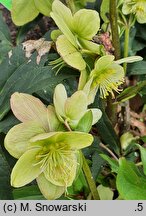 Helleborus ×nigercors Snow Love