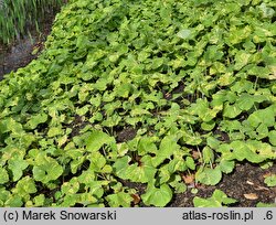 Petasites japonicus Variegata