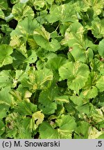 Petasites japonicus Variegata