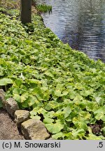 Petasites japonicus Variegata