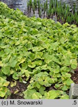 Petasites japonicus Variegata