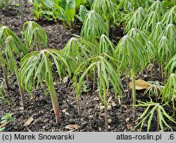 Syneilesis aconitifolia (synejlesis tojadolistna)