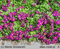 Primula juliae (pierwiosnek gruziński)