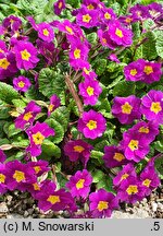 Primula juliae (pierwiosnek gruziński)