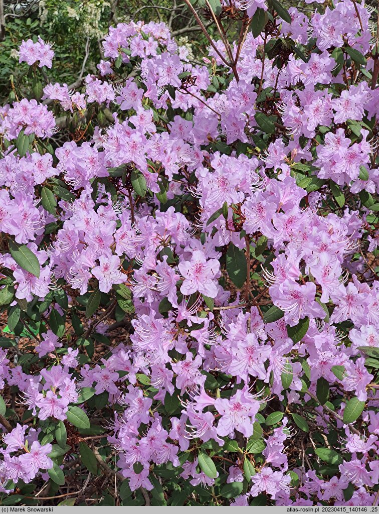 Rhododendron concinnum