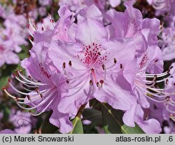 Rhododendron concinnum
