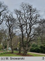 Robinia pseudoacacia Tortuosa