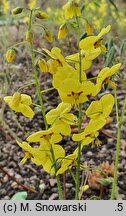 Epimedium pinnatum ssp. colchicum (epimedium pierzaste kolchidzkie)