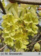 Corylopsis willmottiae